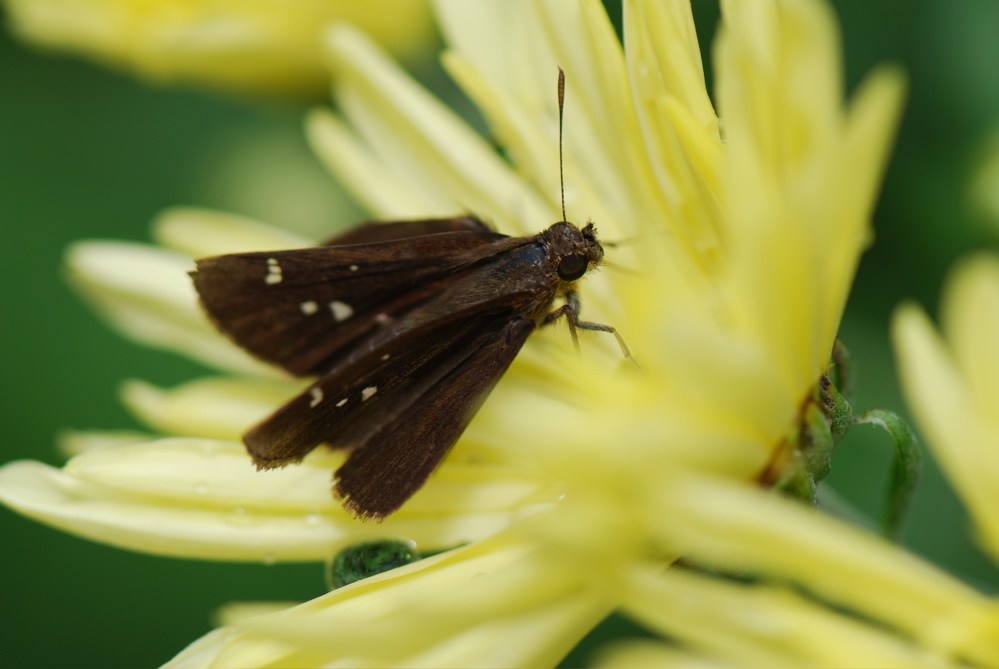 DSC_0065.JPG