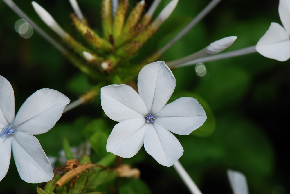 DSC_0163.JPG