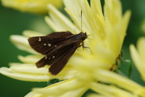 DSC_0065.JPG