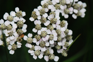 DSC_0082.JPG