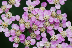 DSC_0084.JPG