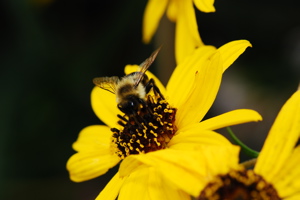 DSC_0088.JPG