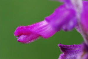 DSC_0096.JPG