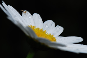 DSC_0140.JPG