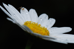 DSC_0141.JPG