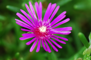 DSC_0315.JPG
