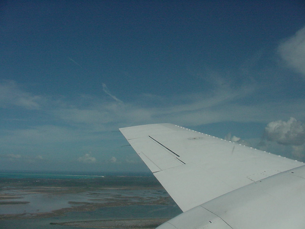 wing1
