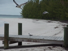 attack of the gulls