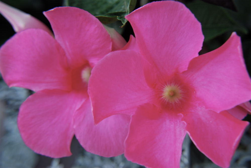 DSC_0437.JPG