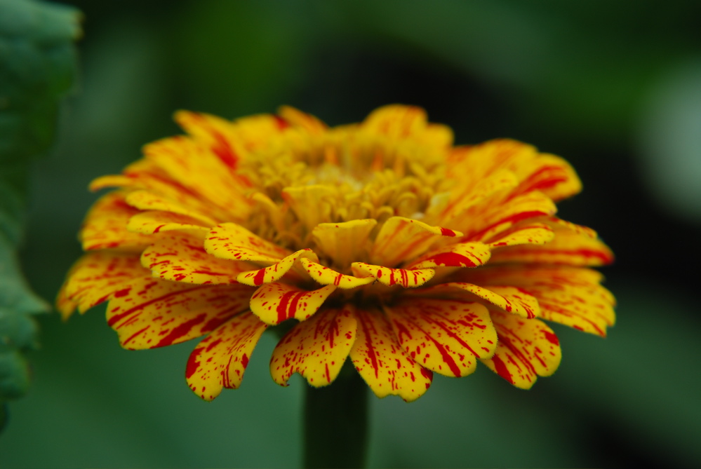 DSC_0442.JPG