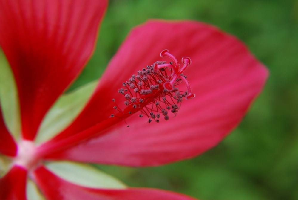 DSC_0453.JPG