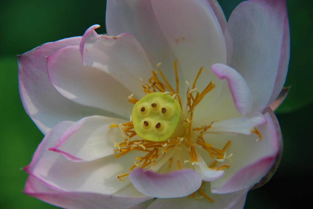DSC_0011.JPG