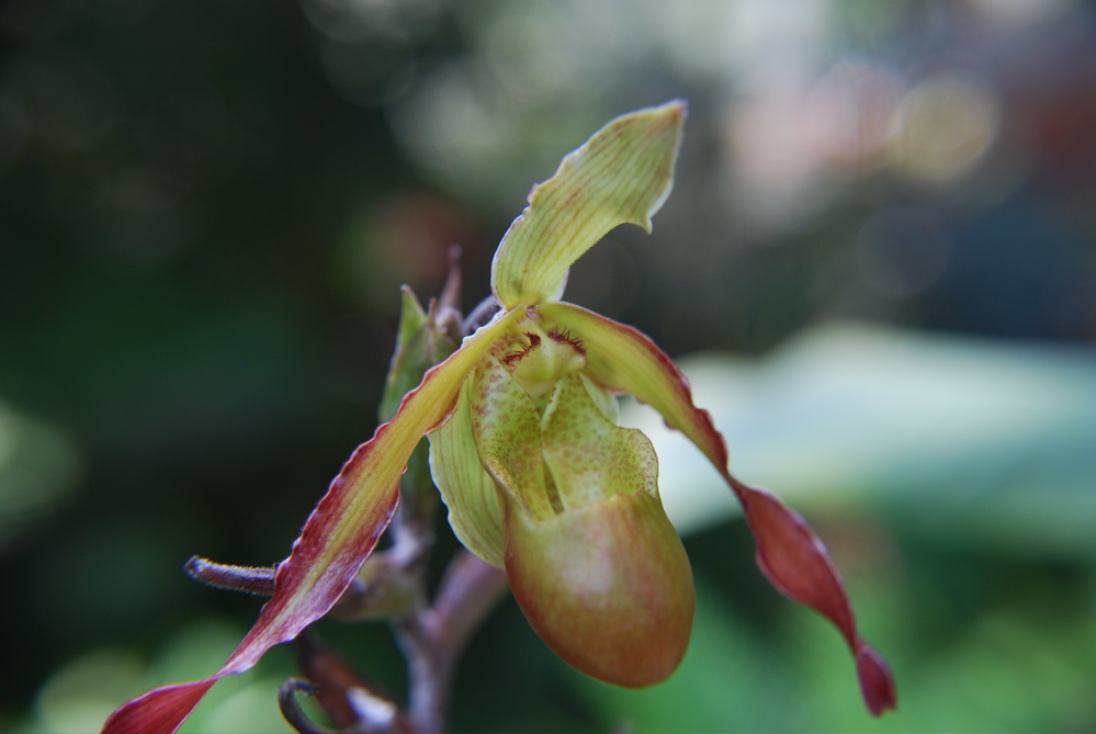 DSC_0064.JPG