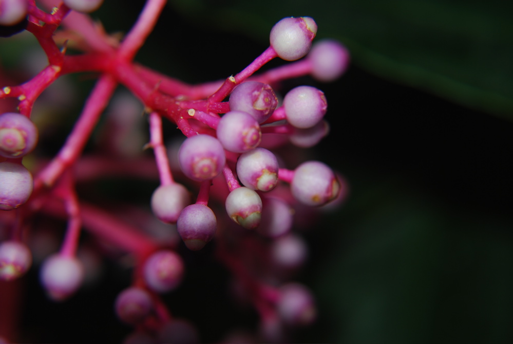 DSC_0094.JPG