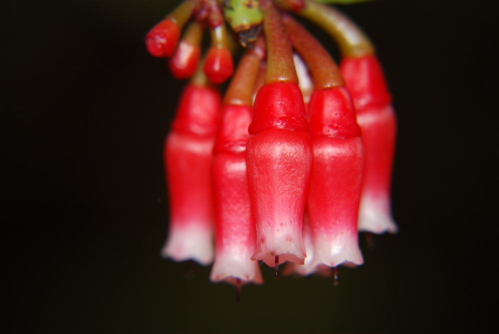 DSC_0100.JPG