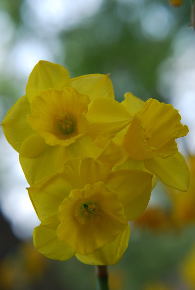 DSC_0075.JPG