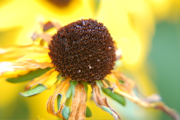 DSC_0411.JPG
