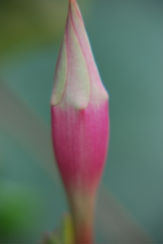 DSC_0434.JPG
