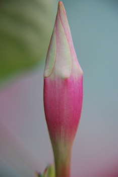 DSC_0435.JPG
