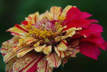 DSC_0439.JPG