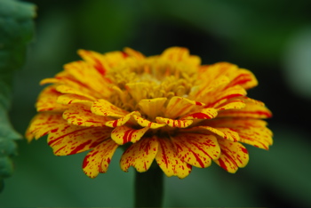 DSC_0442.JPG