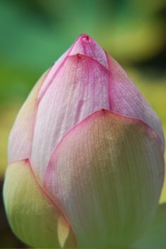 DSC_0040.JPG