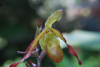 DSC_0064.JPG