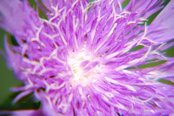 DSC_0025.JPG