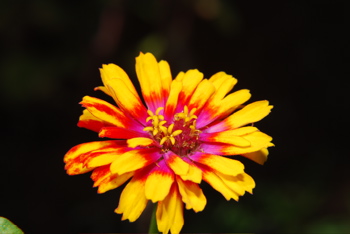 DSC_0039.JPG