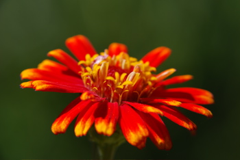 DSC_0042.JPG