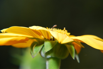 DSC_0050.JPG