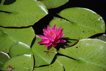 DSC_0067.JPG