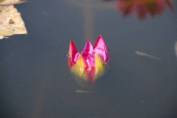 DSC_0075.JPG