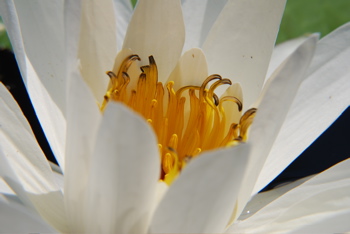DSC_0078.JPG