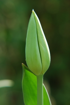 DSC_0101.JPG