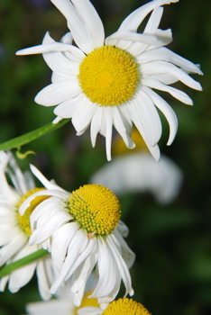 DSC_0297.JPG