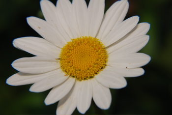 DSC_0356.JPG