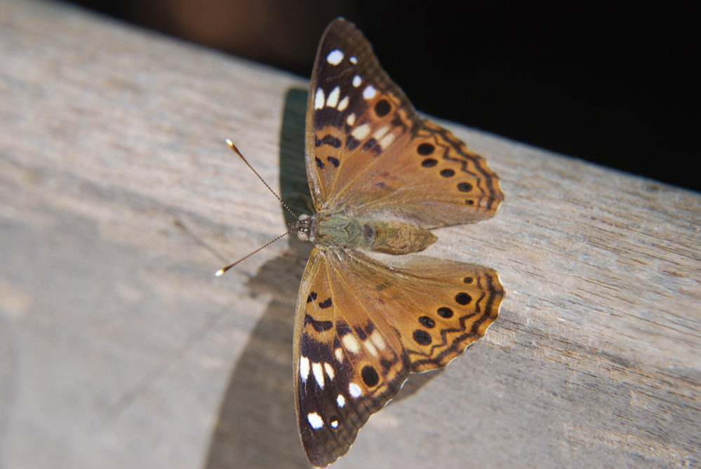 DSC_0001.JPG