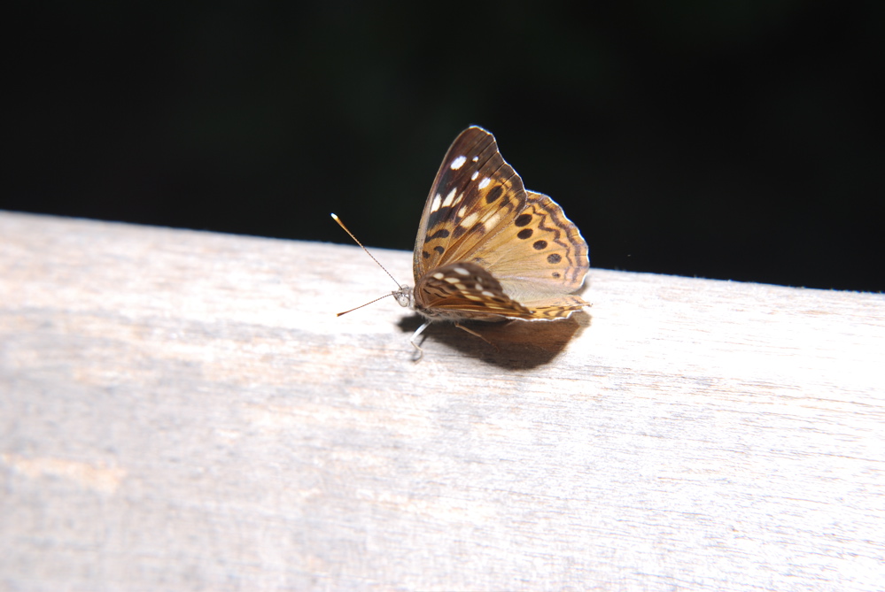 DSC_0003.JPG
