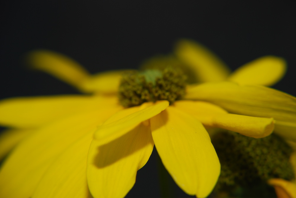 DSC_0027.JPG