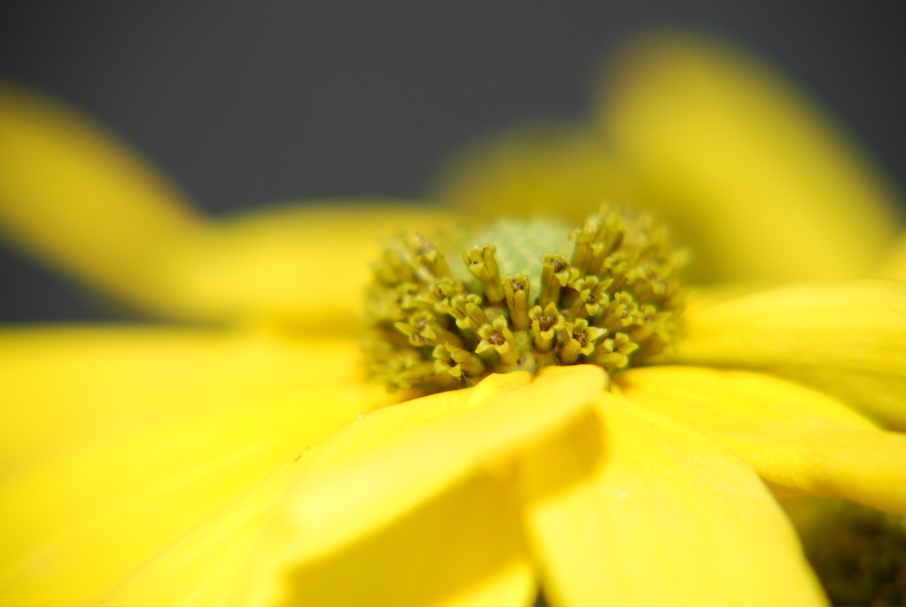 DSC_0028.JPG