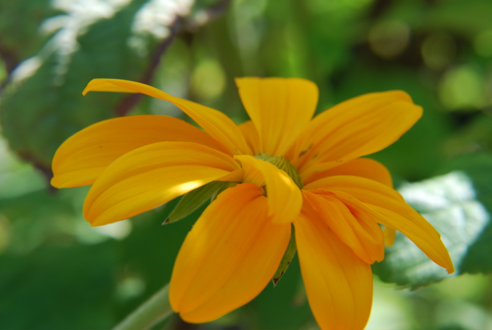 DSC_0037.JPG