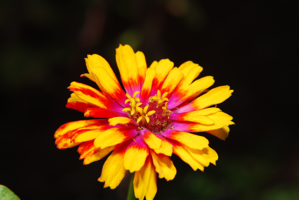 DSC_0039.JPG