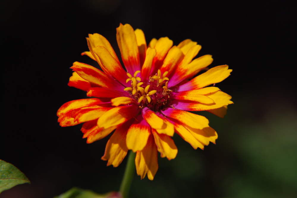 DSC_0040.JPG