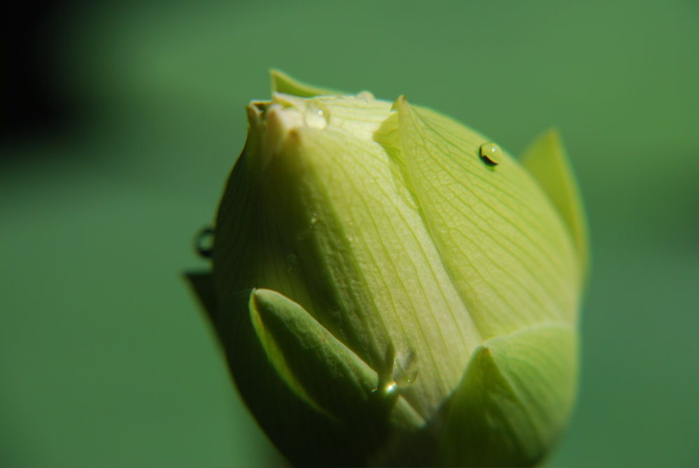 DSC_0064.JPG