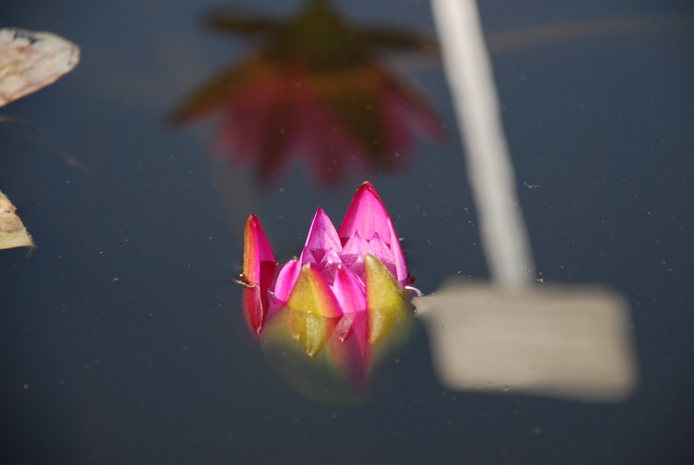 DSC_0073.JPG