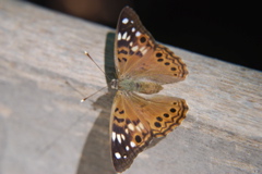 DSC_0001.JPG