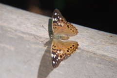 DSC_0002.JPG