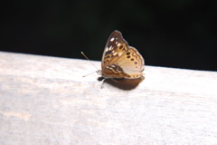 DSC_0003.JPG