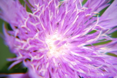 DSC_0025.JPG